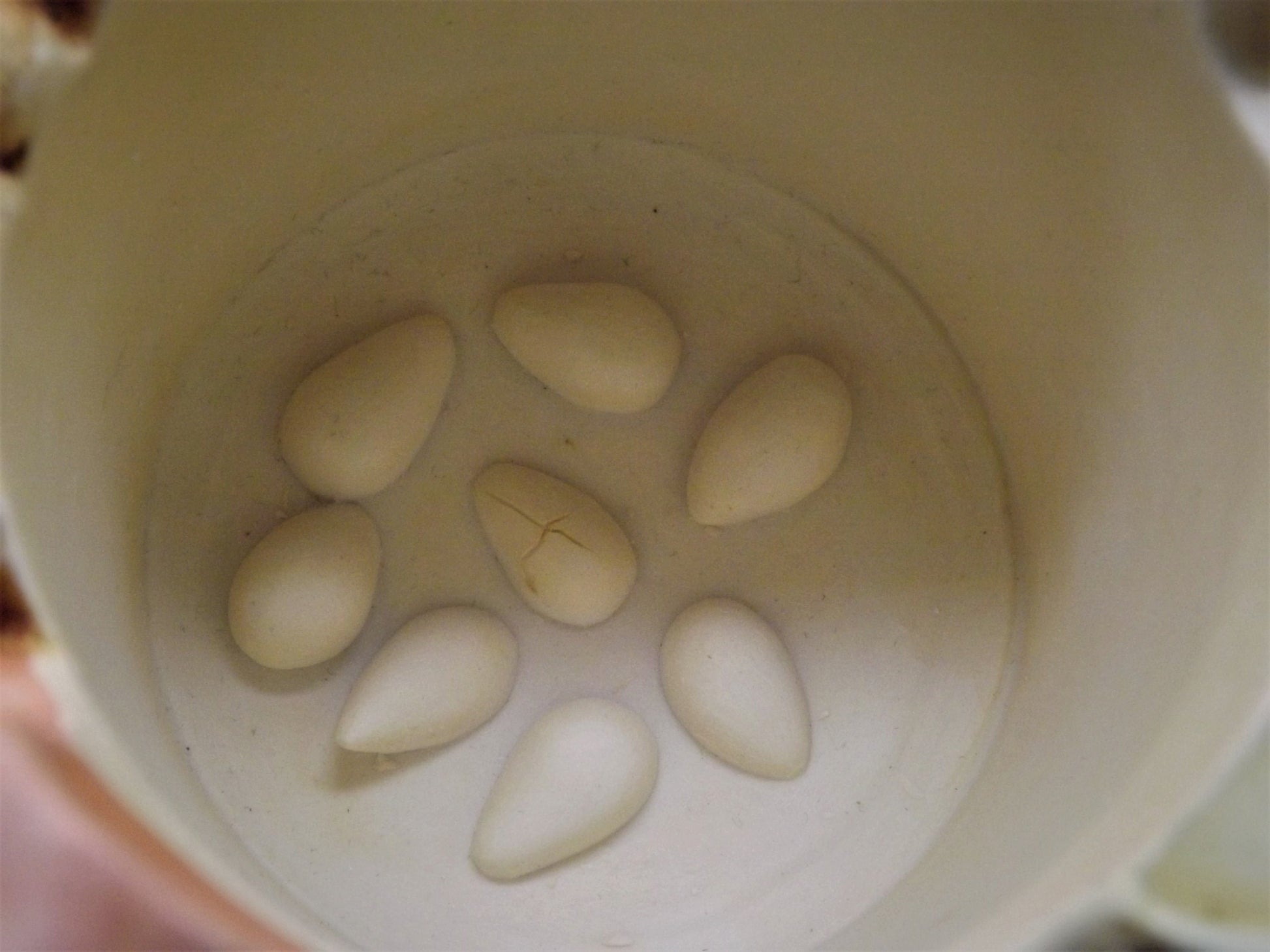 Retired Harmony Kingdom Antarctic Antics Treasure Jest Box Figurine