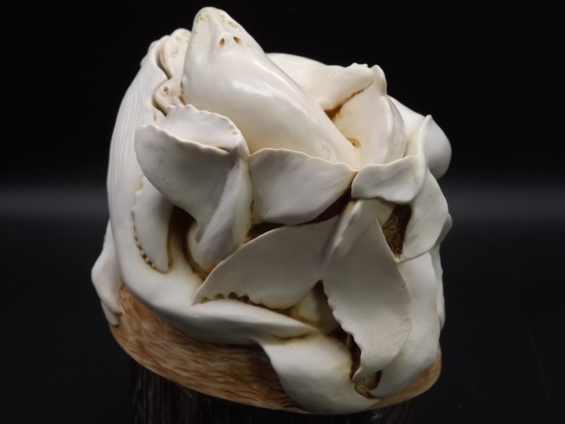 Retired Harmony Kingdom "Big Blue" treasure Jest Royal Watch 1997 with original box. Rare Special Order Only not for retail sale piece.